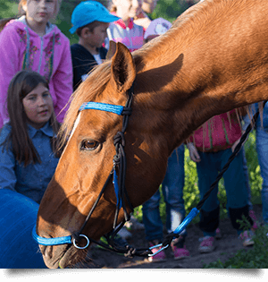 Проведение экскурсий и организация конно-полевых выездов для детей